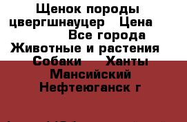 Щенок породы  цвергшнауцер › Цена ­ 30 000 - Все города Животные и растения » Собаки   . Ханты-Мансийский,Нефтеюганск г.